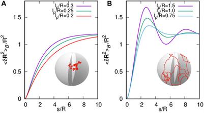 Semiflexible Polymer Enclosed in a 3D Compact Domain